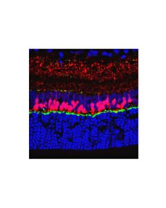 Cell Signaling Psd95 (7e3) Mouse mAb