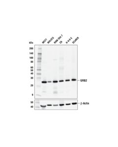 Cell Signaling Grb2 (D2m8m) Rabbit mAb
