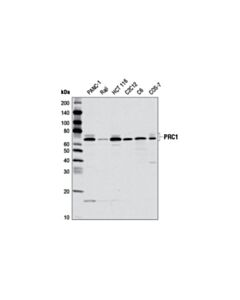 Cell Signaling Prc1 Antibody