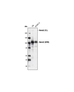 Cell Signaling Notch Isoform Antibody Sampler Kit