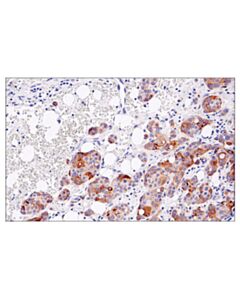 Cell Signaling Cleaved Gasdermin D (Asp275) (E7h9g) Rabbit mAb