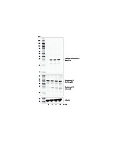 Cell Signaling Cleaved Gasdermin D (Asp275) (E7h9g) Rabbit mAb