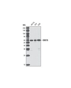 Cell Signaling Cdc73 (D410) Antibody
