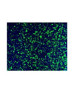 Cell Signaling Cd206/Mrc1 (E6t5j) Xp ® Rabbit mAb (Alexa Fluor ® 488 Conjugate)