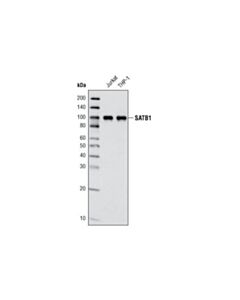 Cell Signaling Satb1 (L745) Antibody