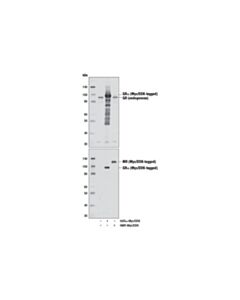 Cell Signaling PhosphoPlus® Glucocorticoid Receptor (Ser226) Antibody Duet; 1 Kit