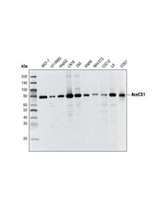 Cell Signaling Acecs1 (D19c6) Rabbit mAb