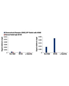 Cell Signaling Glucocorticoid Receptor (D8h2) Xp<Lt/>Sup&Gt;®<Lt/>/Sup&Gt; Rabbit mAb