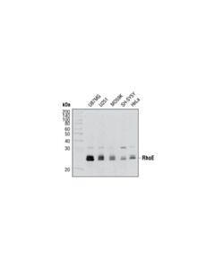 Cell Signaling Rhoe (4) Mouse mAb