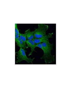 Cell Signaling P115 Rhogef (D25d2) Xp Rabbit mAb