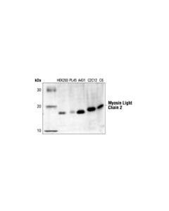 Cell Signaling Myosin Light Chain 2 Antibody