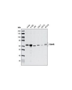 Cell Signaling Cdc45 Antibody