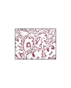Cell Signaling Histone H3 (96c10) Mouse mAb (Ihc Formulated)