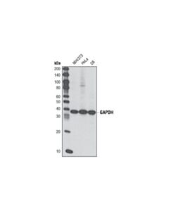 Cell Signaling Gapdh (14c10) Rabbit mAb (Hrp Conjugate)