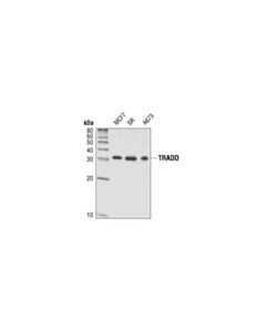 Cell Signaling Tradd (7g8) Rabbit mAb
