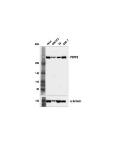 Cell Signaling PRPF8 (F4D7U) Rabbit mAb 100 µl