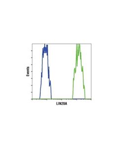 Cell Signaling Lin28a (D84c11) Xp Rabbit mAb