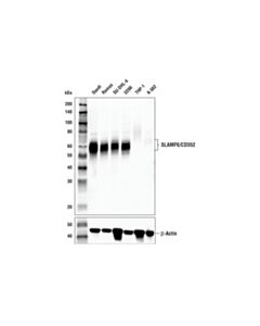 Cell Signaling Slamf6/Cd352 (E8k9w) Rabbit mAb