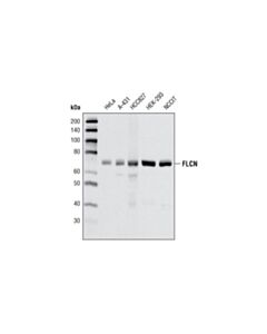 Cell Signaling FLCN (D14G9) Rabbit mAb 20 uL