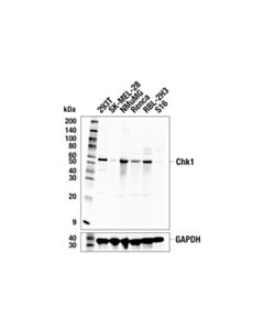 Cell Signaling Chk1 (E9m4d) Rabbit mAb