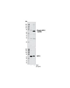 Cell Signaling Phospho-Shp-2 (Tyr580) Antibody
