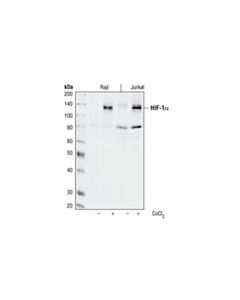 Cell Signaling Hif-1alpha Antibody