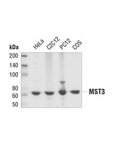Cell Signaling Mst3 Antibody