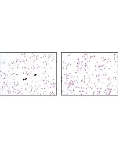Cell Signaling Ha-Tag (C29f4) Rabbit mAb