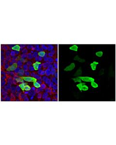 Cell Signaling Ha-Tag (C29f4) Rabbit mAb (Alexa Fluor 647 Conjugate)
