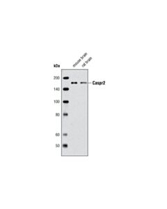 Cell Signaling Caspr2 Antibody