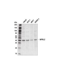 Cell Signaling Nprl2 (D8k3x) Rabbit mAb
