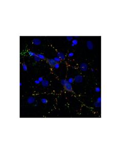 Cell Signaling Psd95 (7e3) Mouse mAb (BSA And Azide Free)