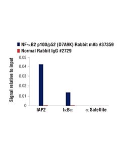 Cell Signaling Nf-Kappab2 P100/P52 (D7a9k) Rabbit mAb