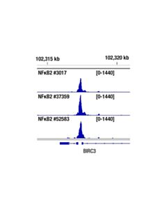 Cell Signaling NF-kappaB2 p100/p52 (D7A9K) Rabbit mAb 20 uL