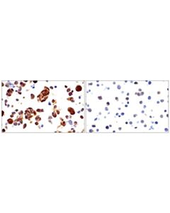Cell Signaling Sod1 (E4g1h) Xp Rabbit mAb