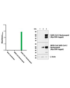 Cell Signaling Pathscan Sars-Cov-2 Nucleocapsid Protein Sandwich ELISA Kit