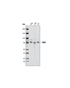 Cell Signaling TAB2 (C88H10) Rabbit mAb