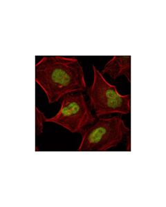 Cell Signaling Junb (G53) Antibody