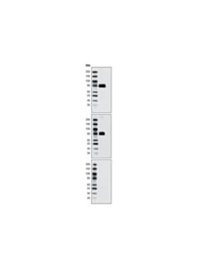 Cell Signaling Phospho-5-Lipoxygenase (Ser271) Antibody