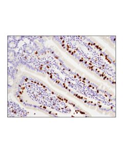 Cell Signaling Mouse Immune Cell Phenotyping Ihc Antibody Sampler Kit