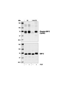 Cell Signaling Phospho-Shp-2 (Tyr542) Antibody