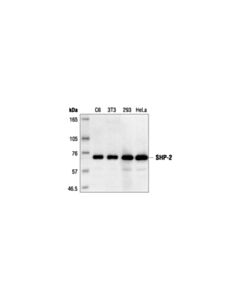 Cell Signaling Shp-2 Antibody