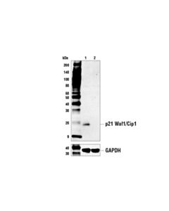 Cell Signaling P21 Waf1/Cip1 (E2r7a) Rabbit mAb