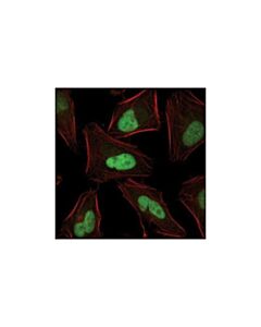 Cell Signaling Junb (P169) Antibody