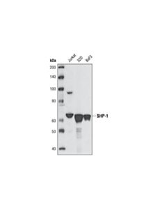 Cell Signaling Shp-1 (C14h6) Rabbit mAb
