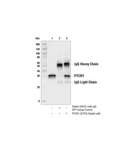 Cell Signaling Pycr1 (E7p3i) Rabbit mAb