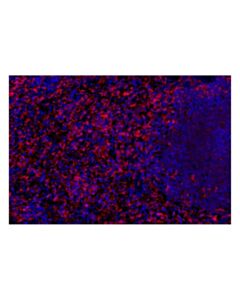Cell Signaling ASC/TMS1 (E1E3I) Rabbit mAb (Alexa Fluor® 647 Conjugate); 100 µl