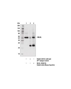 Cell Signaling Mlkl (D6w1k) Rabbit mAb (Mouse Specific)