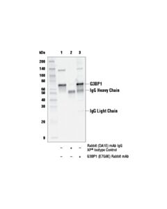 Cell Signaling G3bp1 (E7g9e) Rabbit mAb