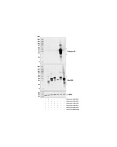 Cell Signaling Granzyme M (E7B4W) Rabbit mAb 20 uL